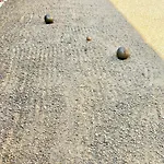 Mares كوكسيجدي